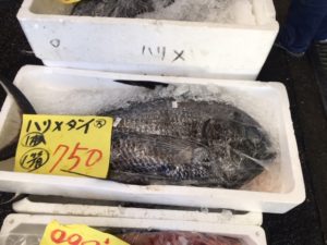 魚の直販所にて見つけた魚の画像|高知市注文住宅SAI