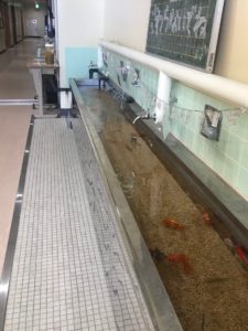 むろと廃校水族館の手洗いに金魚を飼育|高知市注文住宅SAI