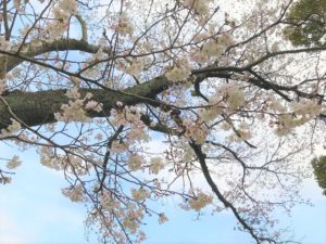 桜の木を撮影した画像|高知市注文住宅SAI