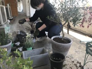 たくさんの鉢を並べ植物たちの配置を考える西村|高知市注文住宅SAI